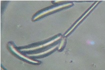 Paecilomyces, Staphylotrichum and Fusarium