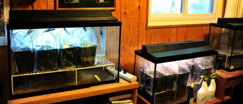 Using a fishtank to germinate camellia seeds at home Home germination of camellias using fish tank