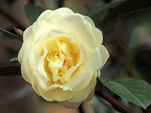 flower of the new cultivar Camellia ‘Dongyue’