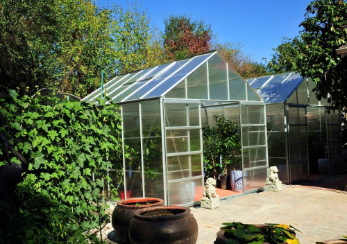 New Greenhouses to speed up camellia growth
