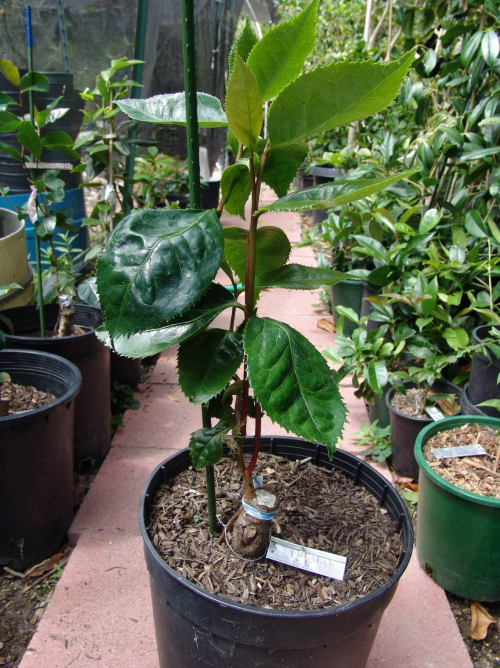 Approach grafted seedling camellia plant