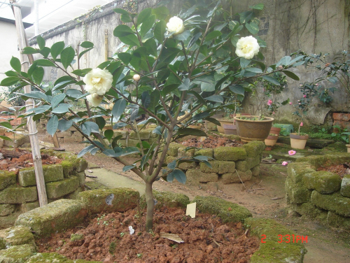 plant of the new cultivar Camellia ‘Dongyue’