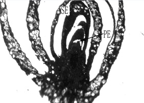 Fig1F Fig1F