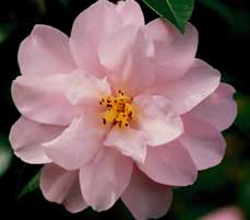 Araluen Star Camellia