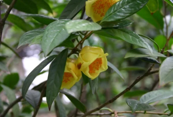 C. pubipetala
