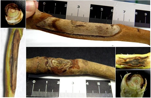 Symptoms of camellia associated with N. parvum