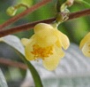 C. parvipetala