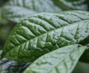 C. micrantha