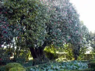 Pompone - Casa do Costeado, Guimarães