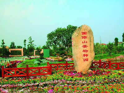 International Camellia Species Garden
