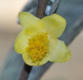 C.xiashiensis