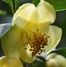C.tunghinensis