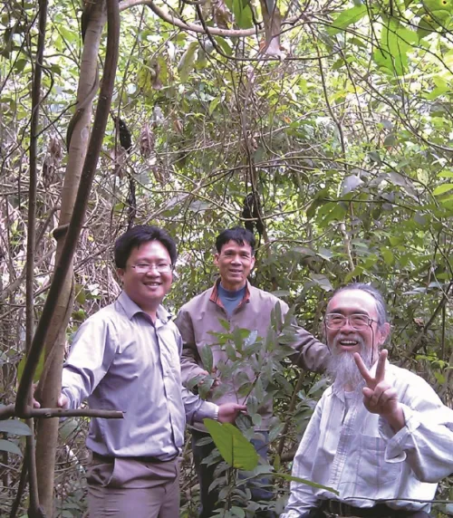 Xiashi wild stand 