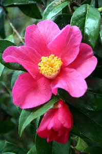 Trewithen Red