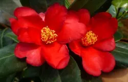 3-No. 1