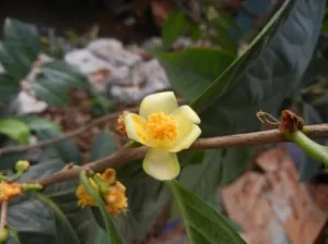 C.micrantha