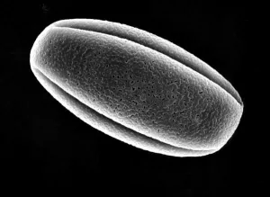 Fig 1E