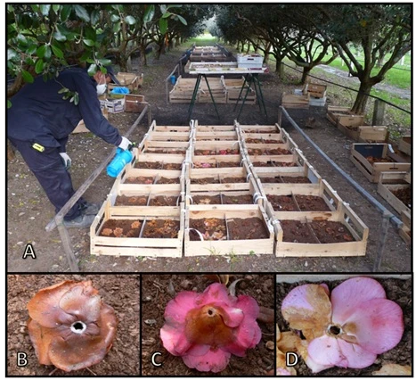 spraying of fungicides over camellia flowers 