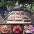 Effectiveness of fungicides against Camellia flower blight 