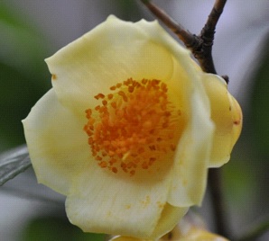 C.leptopetala