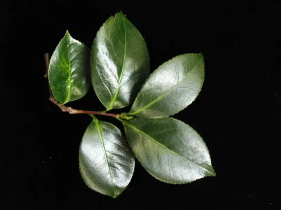 Fig 3F