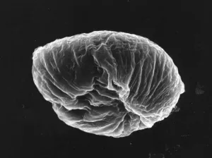 Fig 1A