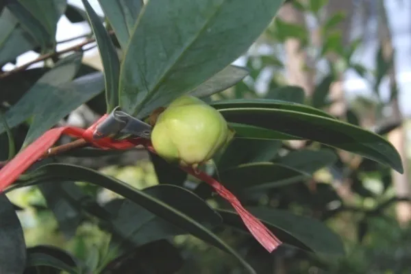 fruit 