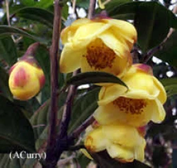 Camellia nitidissima