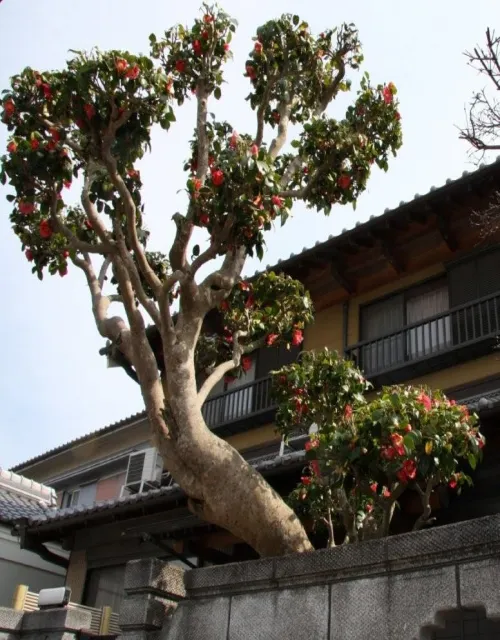 A well cared for ancient camellia extremely close to a house
