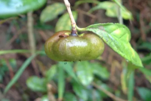 Fig 1D