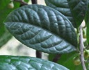 C.xiashiensis