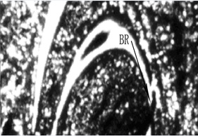 Fig1C