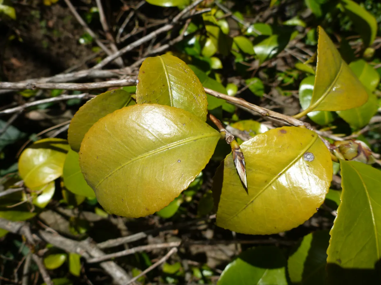 3 Chlorosis