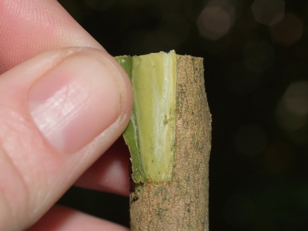 Chinese Bark grafting with Camellia Azalea