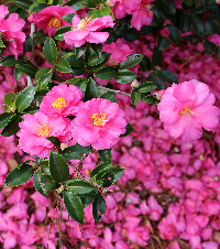 C. 'Shishigashira'