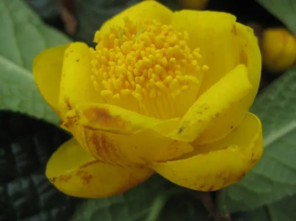 Camellia tienii