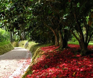 A carpet of petals of an old Camellia japonica