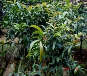 ‘Biliu’
