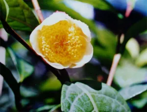 C.ptilosperma