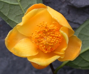C.wumingensis