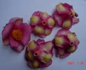 ‘Jinbeidanxing’