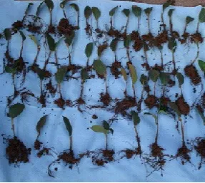 transplanted cuttings after inserting for 6 months