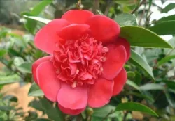  2-No. 4