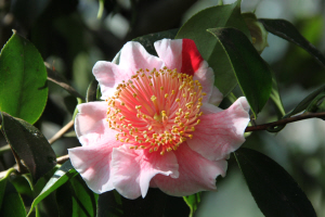 C. 'Mikuni no homare'
