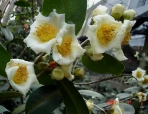 ‘Dongmeiyingchun’