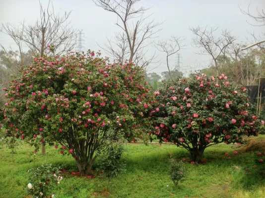 Foshan Seascape Forestry Park 03