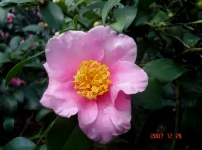 ’Shui Meiren’
