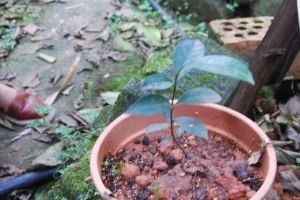 seedling 