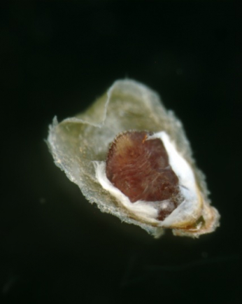 Parlatoria camelliae: female body 
