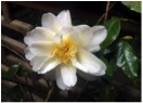 Apoliu Camellia 4
